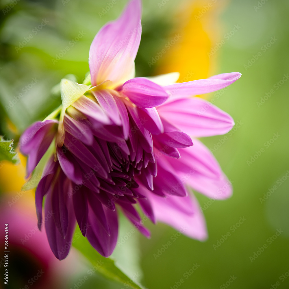 rosa dahlie rosa dahlie