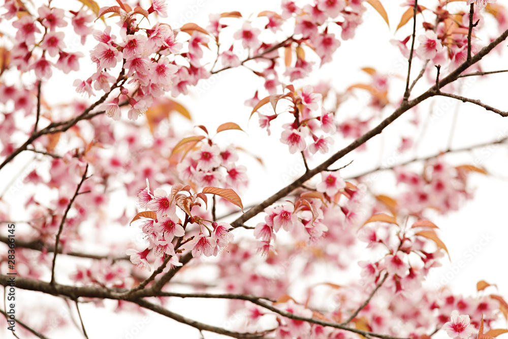 Pink Sakura Blossom Pink Sakura Blossom