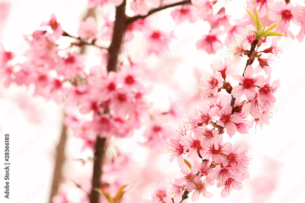 Pink Sakura Blossom