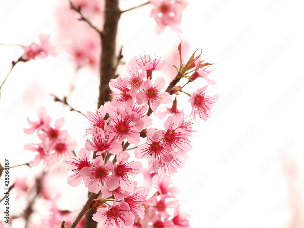 Pink Sakura Blossom Pink Sakura Blossom