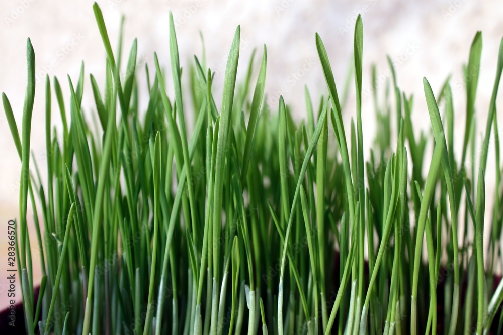 Blé en herbe Blé en herbe