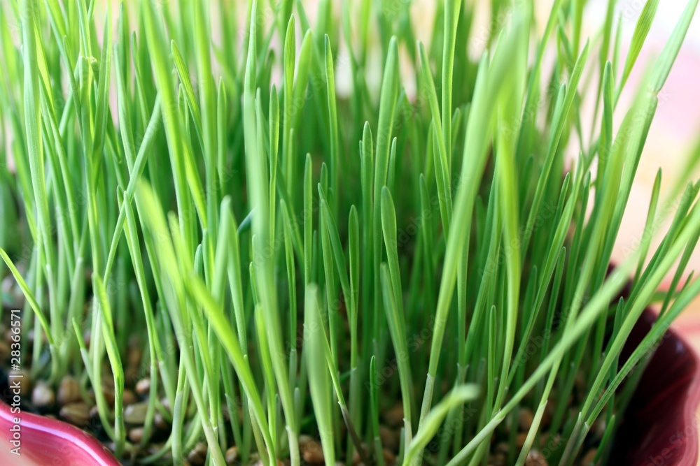 Fototapeta premium Blé de l'espérance en herbe