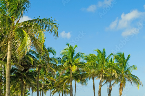 Palms trees on the beach during bright day