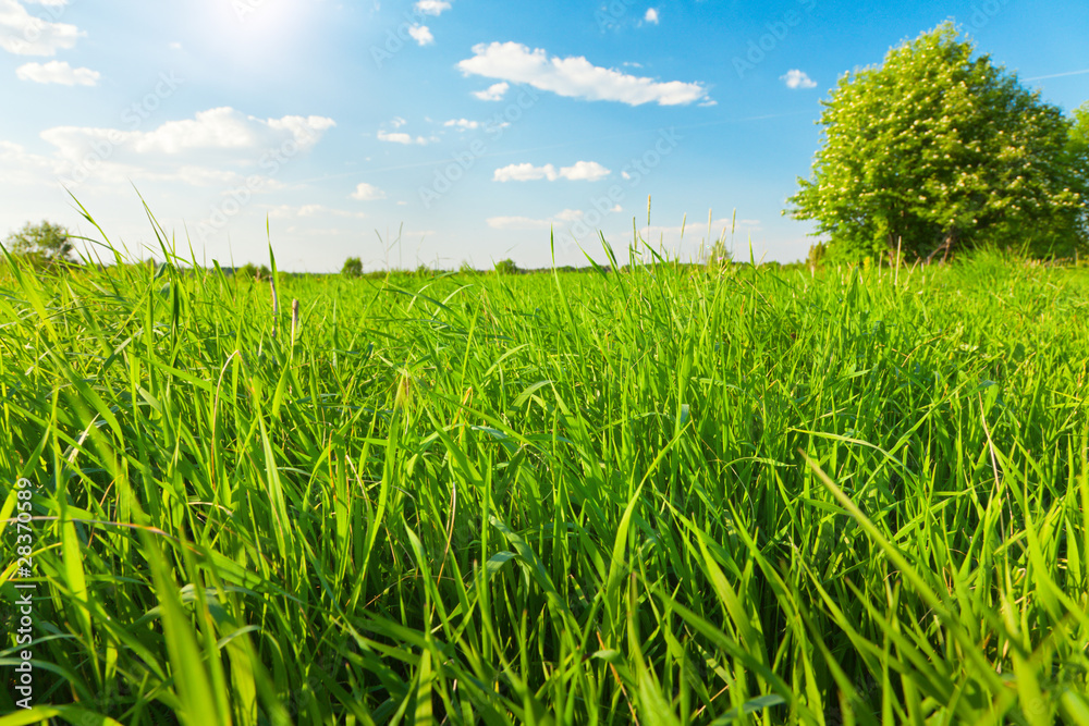 green field and blue sky with sun