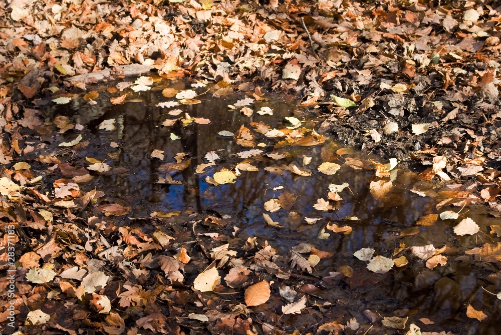 small puddle covered by autumn leaves