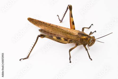 Grasshopper © Giuliano Del Moretto