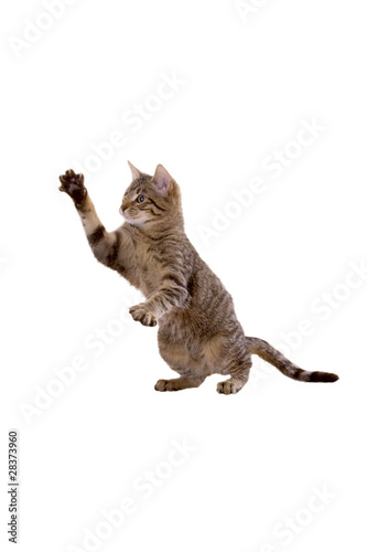 Katze steht auf Hinterbeinen photo