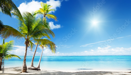 Caribbean sea and coconut palms