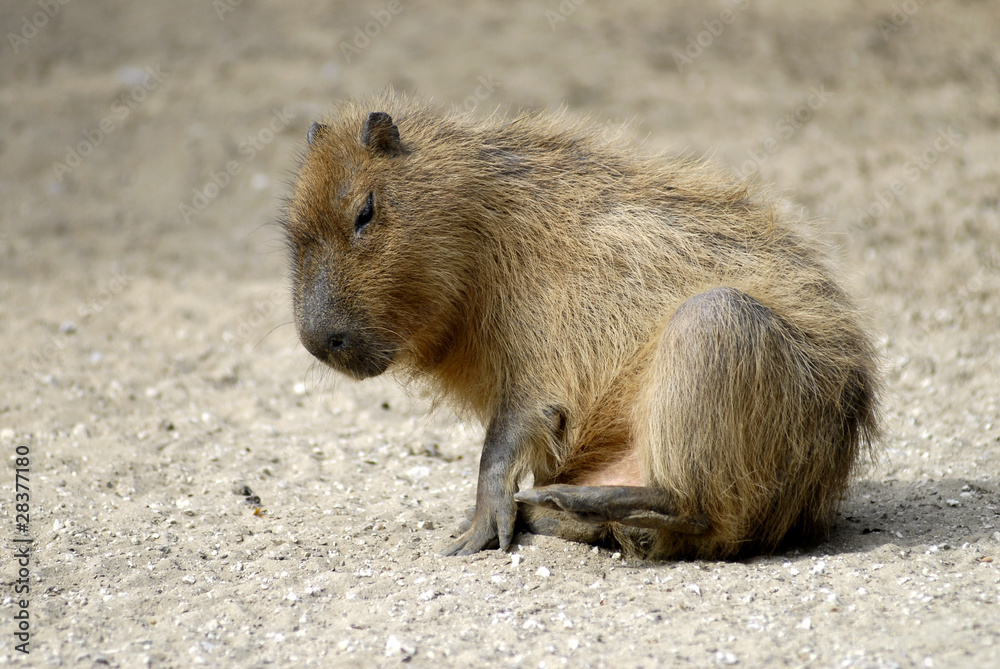 Capybara assis par terre Capybara assis par terre