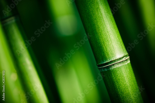 Bambou zen