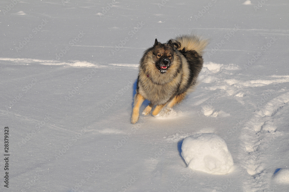 Hund rennt im Schnee Wolfsspitz
