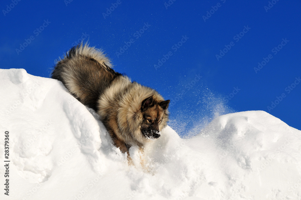 Naklejka premium Hund rennt im Schnee Wolfsspitz