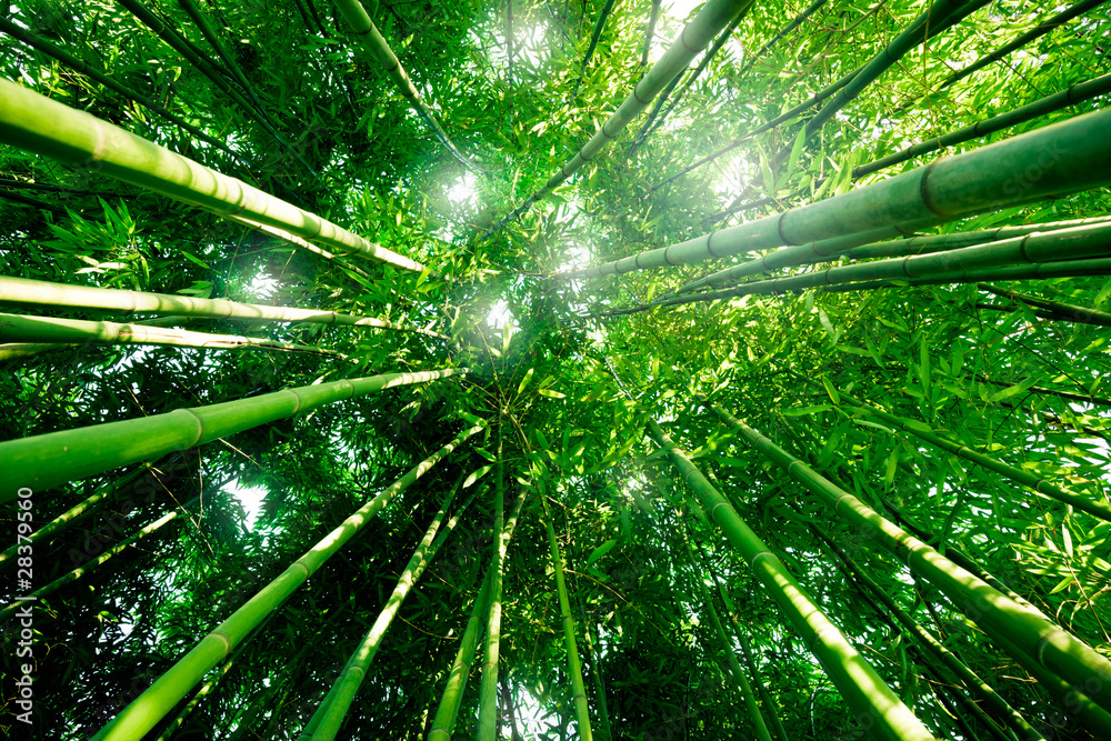 Fototapeta premium Las bambusowy Zen