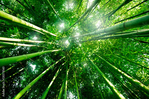 Bambou zen forêt #28379560