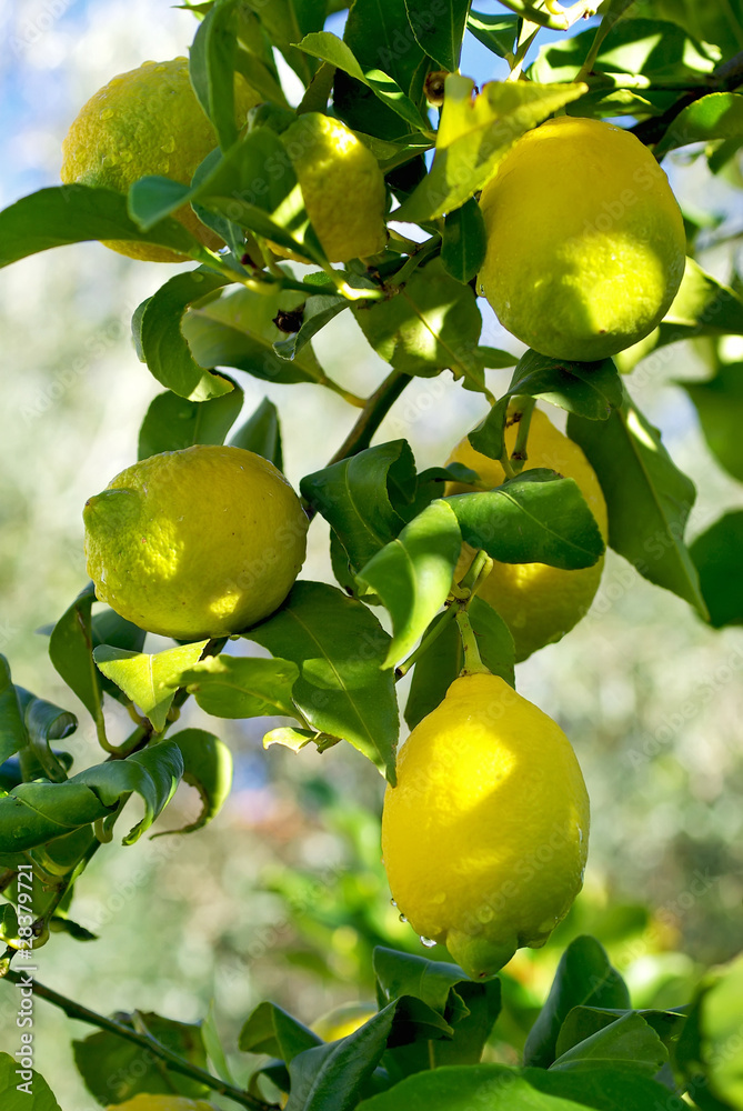 Limões na árvore.