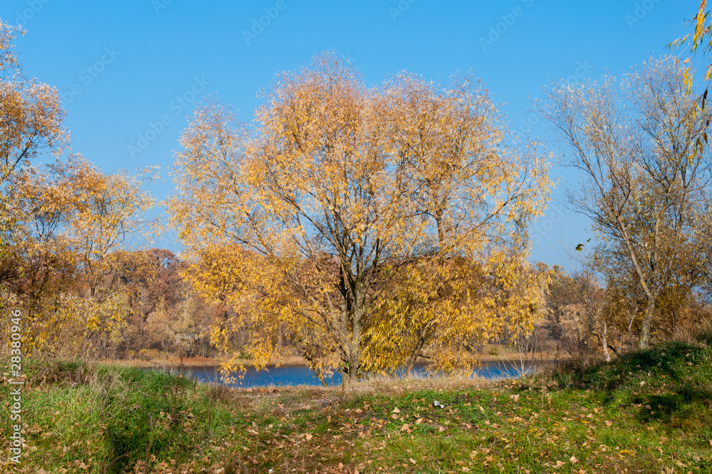 Yellow autumn tree at the river in the sunny day