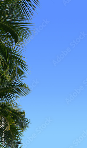 Border of palm tree © Natalja Osokina