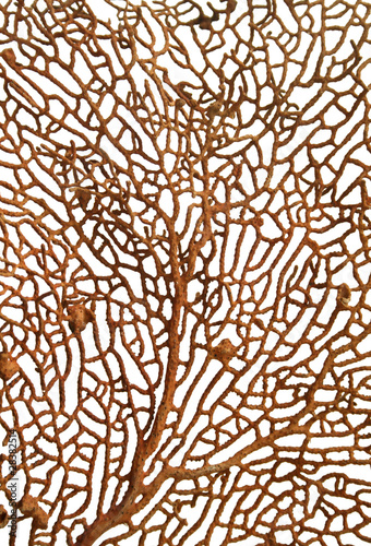 Structure of a coral on white background