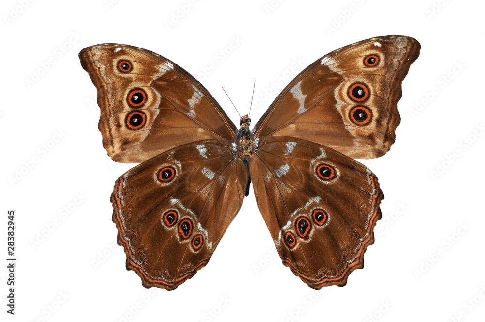 Naklejka premium Butterfly (Morpho menelaus) bottom view