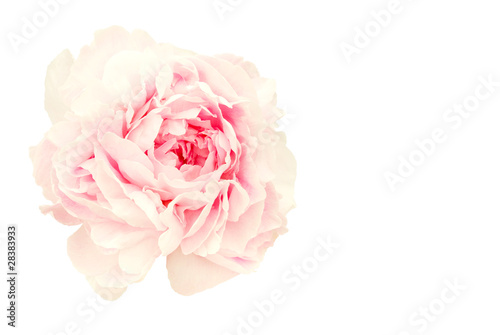 Peony flower