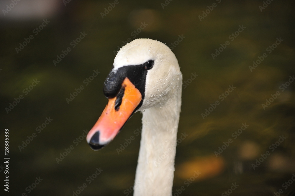 Fototapeta premium łabędź