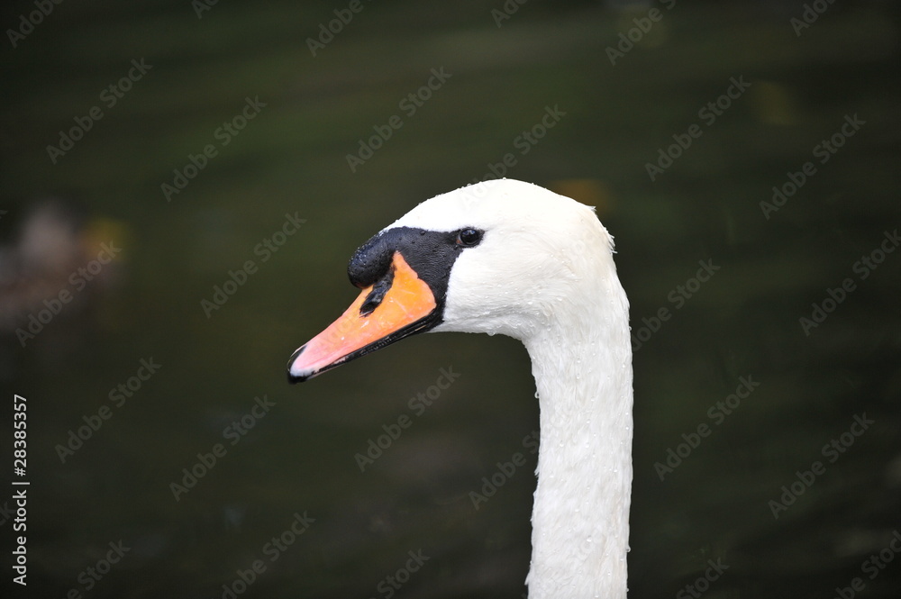 Obraz premium łabędź