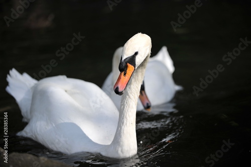 Swan