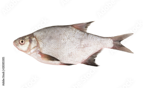 Bream fish isolated on white background