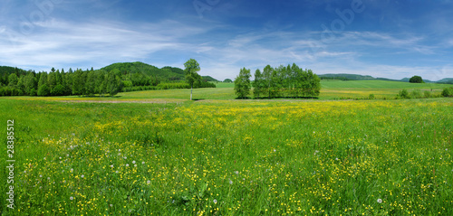 Fresh flowered meadow © CCat82