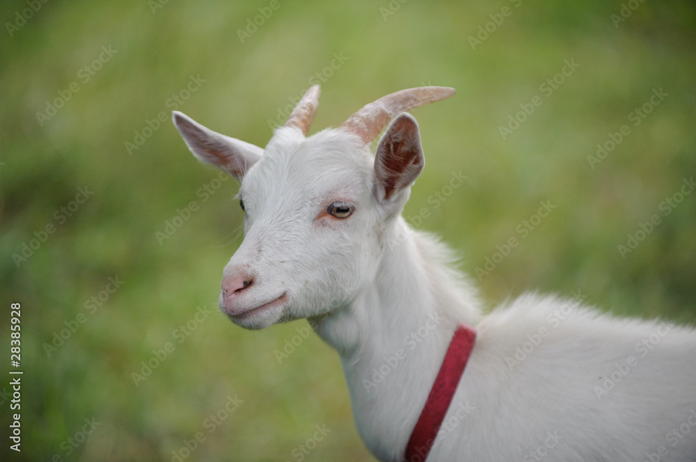 Young white goat