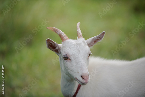 Young white goat photo