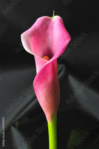 Calla lily on black background