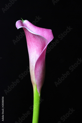 Calla lily with a drop of water on black background