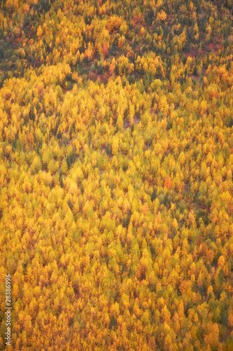Yellow Fall Forest