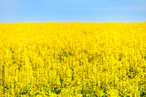 Fototapeta Rape field