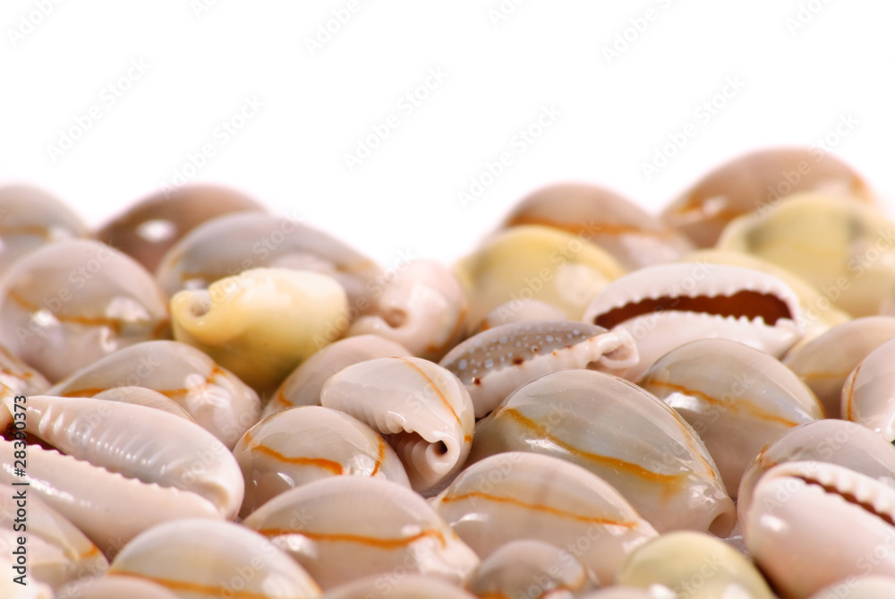 Sea Shell Background Image