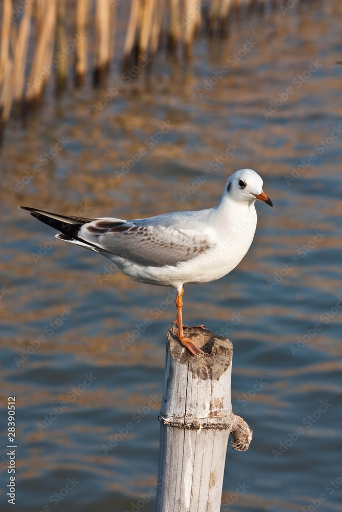 Obraz premium Seagull