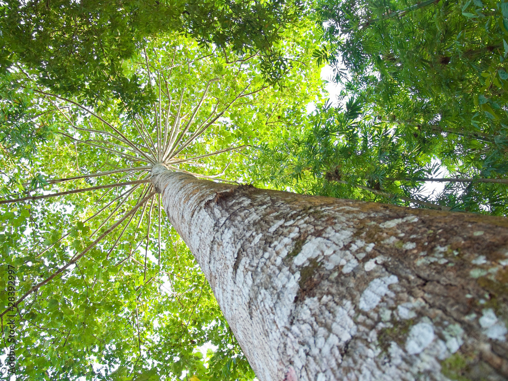 Fototapeta premium Tree branch