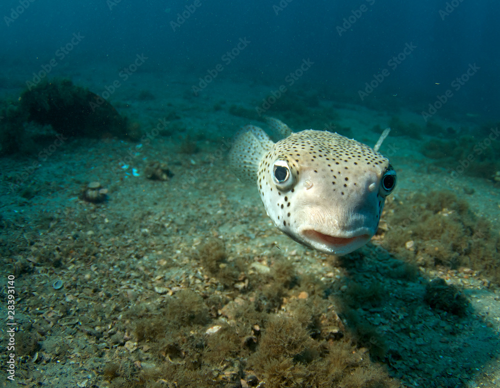 Porcupine Fish Porcupine Fish