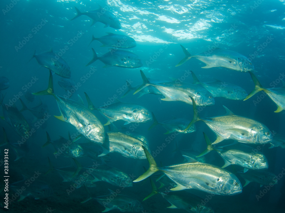 Fototapeta premium Crevalle Jacks