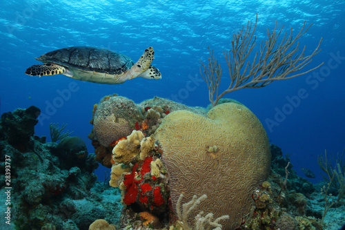 Hawksbill Turtle (Eretmochelys imbricata) and brain coral