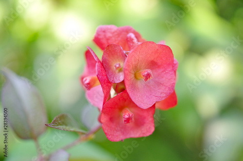 赤い花のアップ