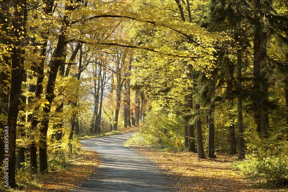 Fototapeta premium Road through the autumn forest on a sunny morning