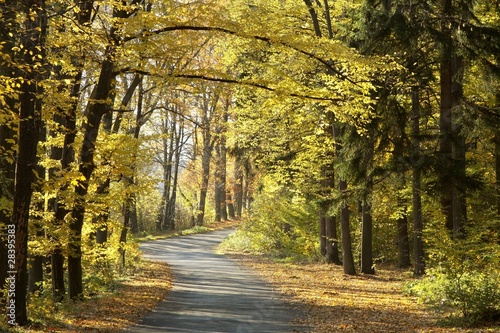 Road through the autumn forest on a sunny morning