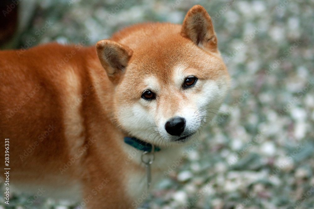 Japanese Shiba Dog.