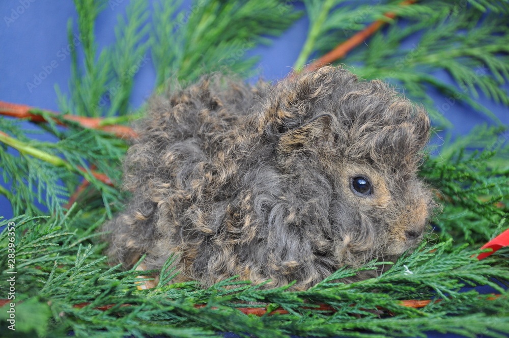 Cochon D Inde Lunkarya Agouti Citron Bebe Stock Photo Adobe Stock