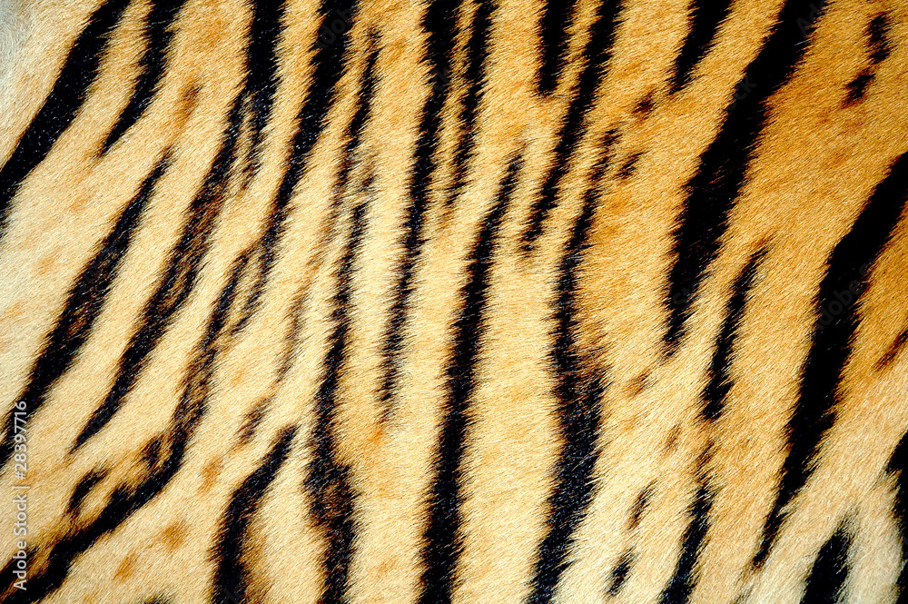 real tiger skin real tiger skin