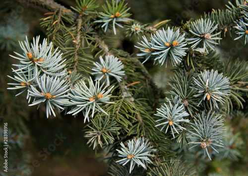 Blue spruce. Spruce branches.