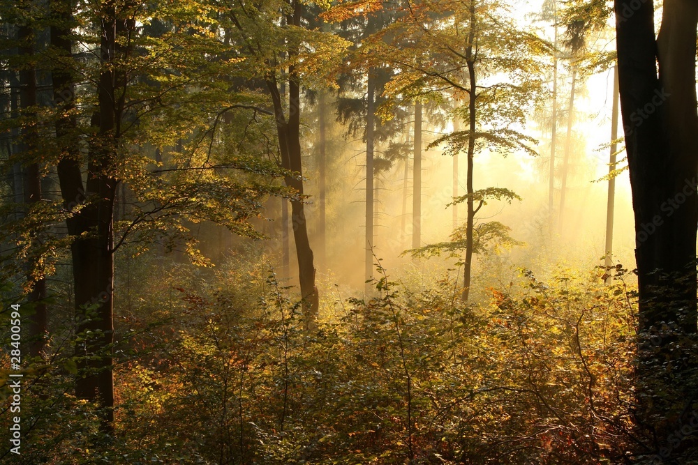 Picturesque autumnal forest backlit by the rising sun