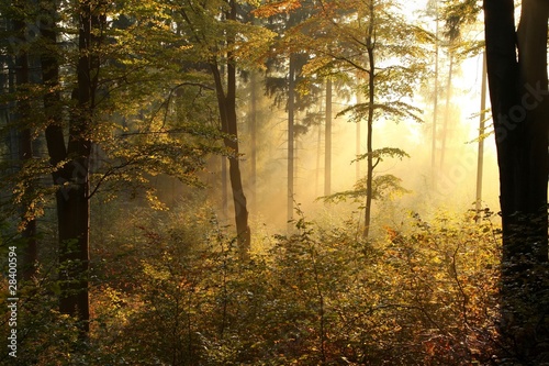Fototapeta Naklejka Na Ścianę i Meble -  Picturesque autumnal forest backlit by the rising sun
